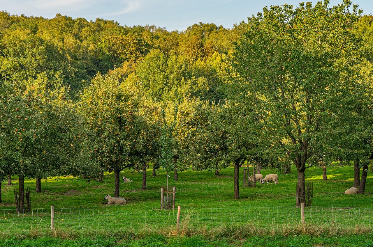 boomgaard-bij-kasteel-doorwerth-fruit-met-schapen