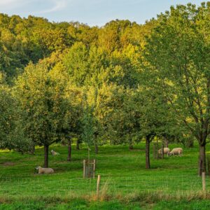 boomgaard-bij-kasteel-doorwerth-fruit-met-schapen