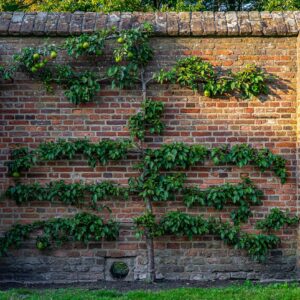 boomgaard-in-kasteel-doorwerth-gelderland