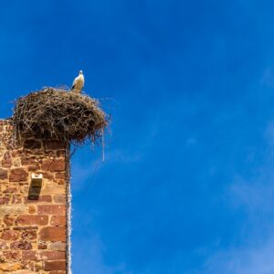 Ooievaars-nesten-in-Silves-Portugal