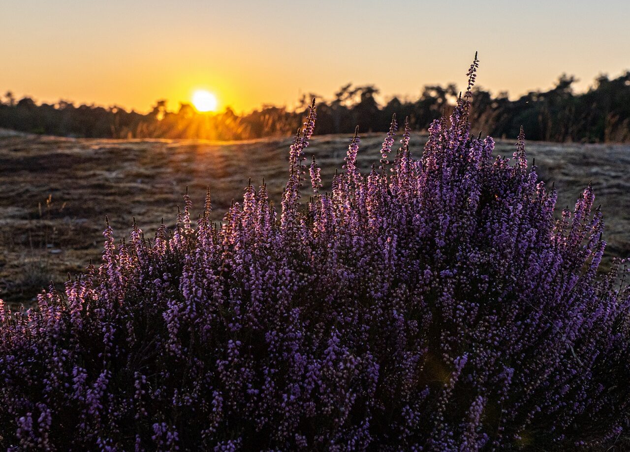 heide-in-bloei-tijdens-zonsondergang