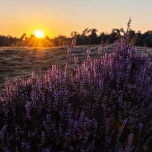 heide-in-bloei-tijdens-zonsondergang