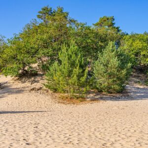 zandbank-loonse-en-drunense-duinen
