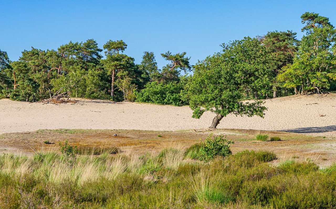 boom-en-zand-op-heide-loonse-en-drunense-duinen