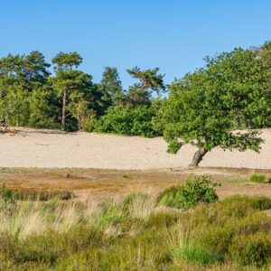 boom-en-zand-op-heide-loonse-en-drunense-duinen