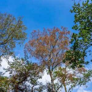 Bomen-maashorst-tijdens-kanonsbergroute-brabant