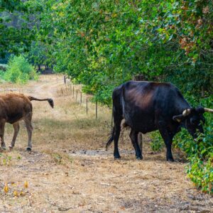 taurossen-maashorst-brabant-wandeltochten