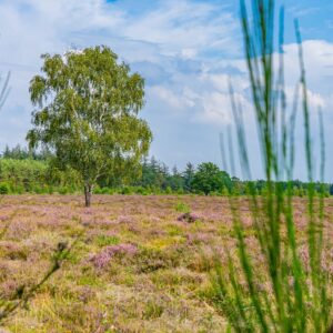 heide-in-bloei-maashorst-brabant