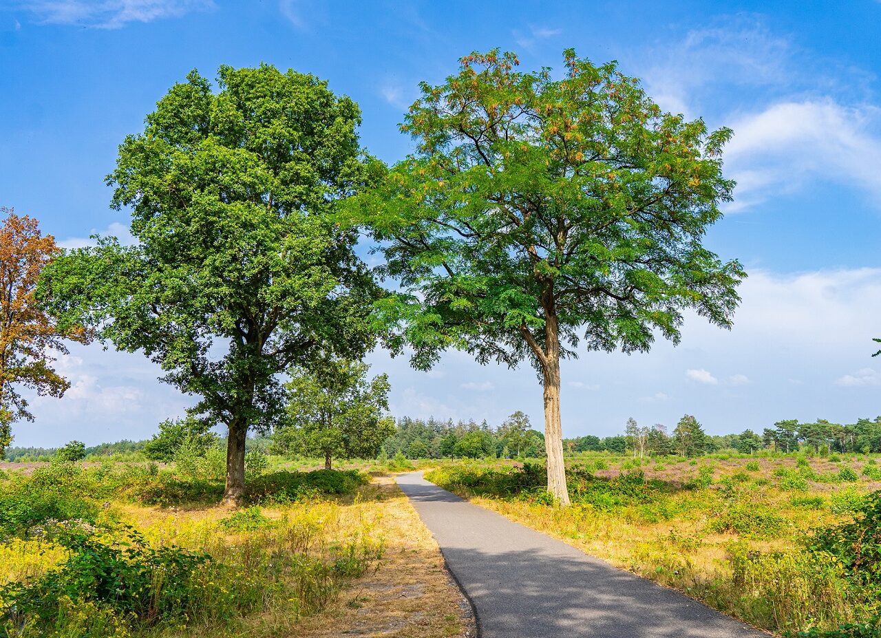 fietspad-maashorst-bomen-brabant