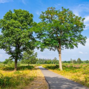 fietspad-maashorst-bomen-brabant