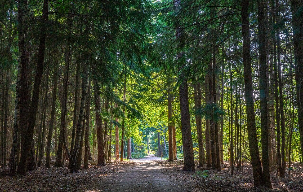 wandeltocht-brabant-mastbos-bij-breda