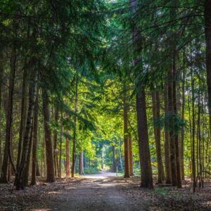 wandeltocht-brabant-mastbos-bij-breda