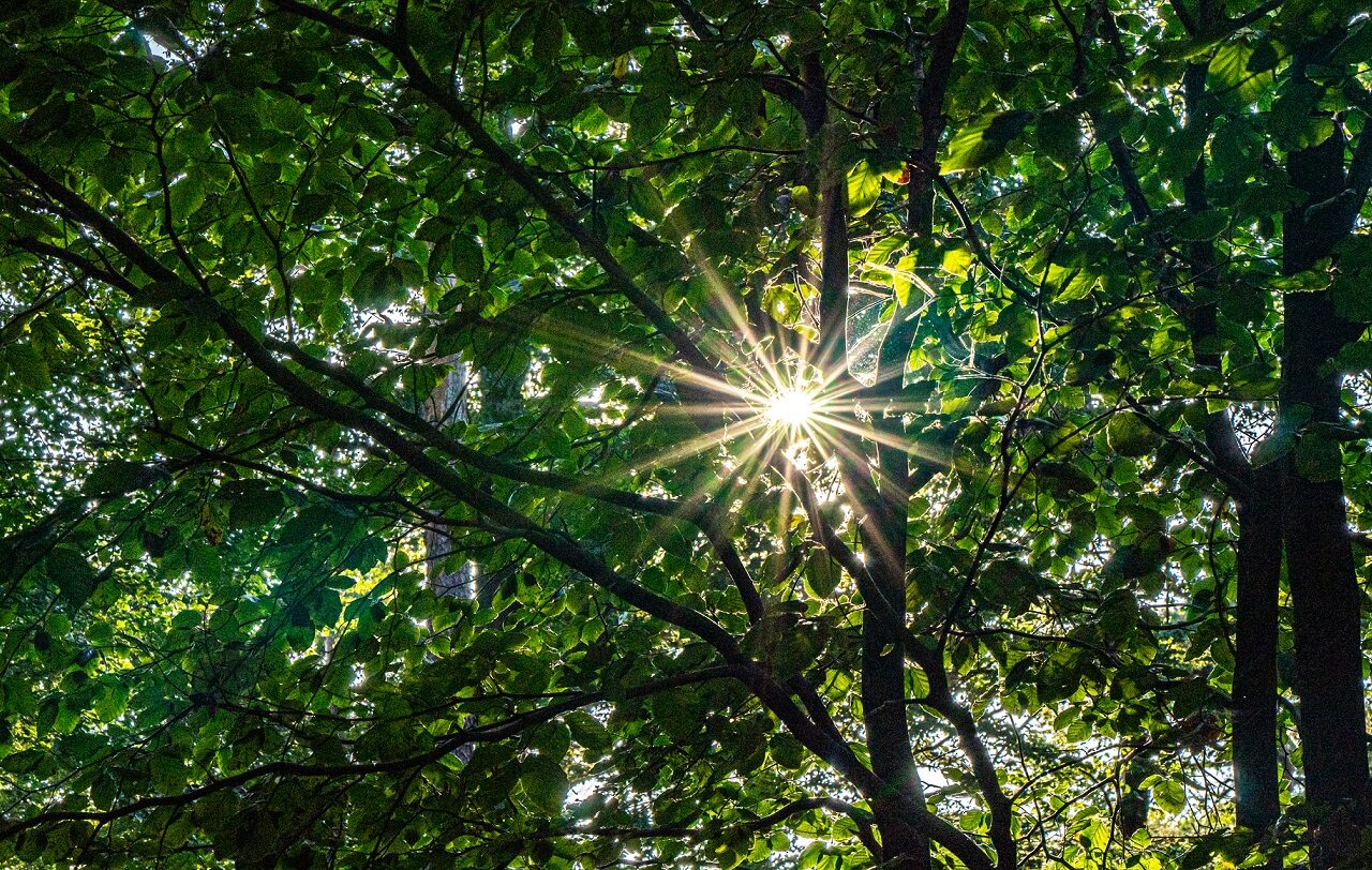 zonnestralen-in-Mastbos-Breda