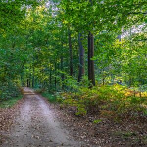 Wandelroute-mastbos-breda-brabant