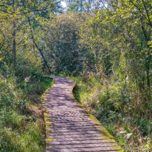 Vlonderpad-moerputten-wandeltocht-Brabant