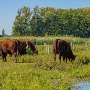 koeien-natuurgebied-bij-slot-loevestein