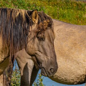 paarden-bij-slot-loevestein-mooiste-kastelen-in-nederland