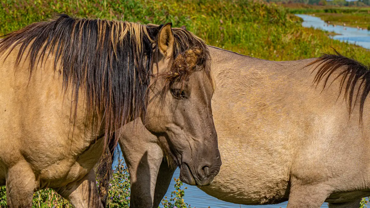 paarden-bij-slot-loevestein-mooiste-kastelen-in-nederland