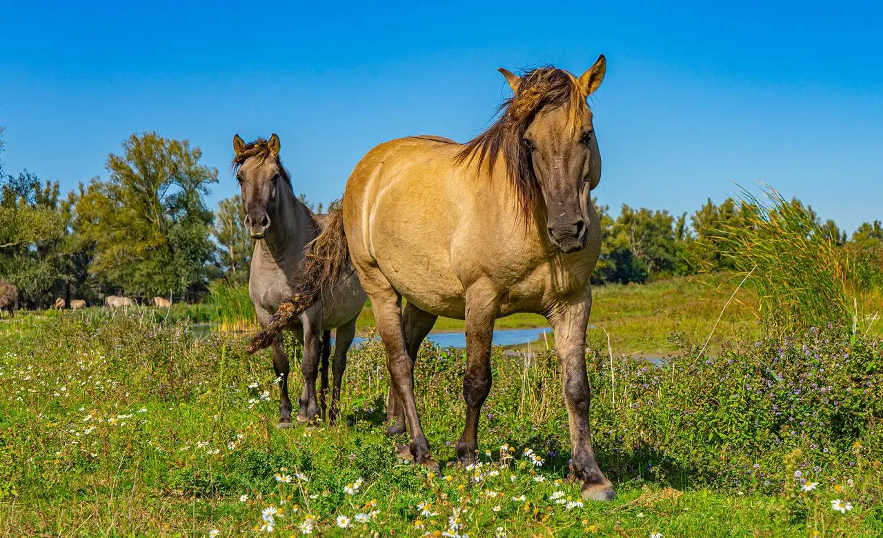 wilde-paarden-bij-slot-loevestein