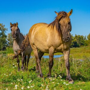 wilde-paarden-bij-slot-loevestein