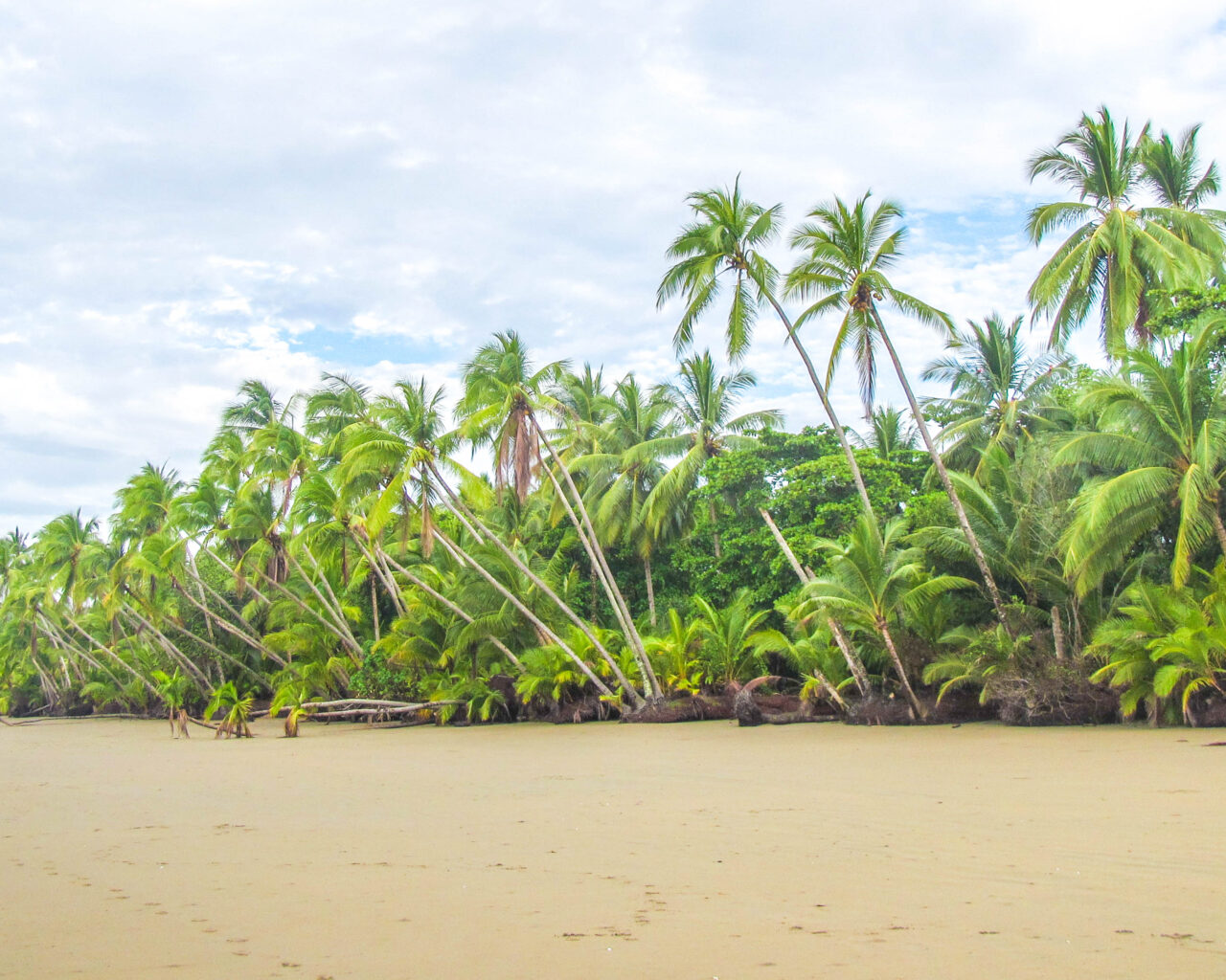 Surfstrand-Uvita-Costa-Rica-met-palmbomen