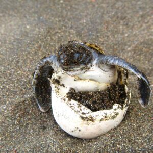 Baby-schildpad-in-ei-Latijns-amerika