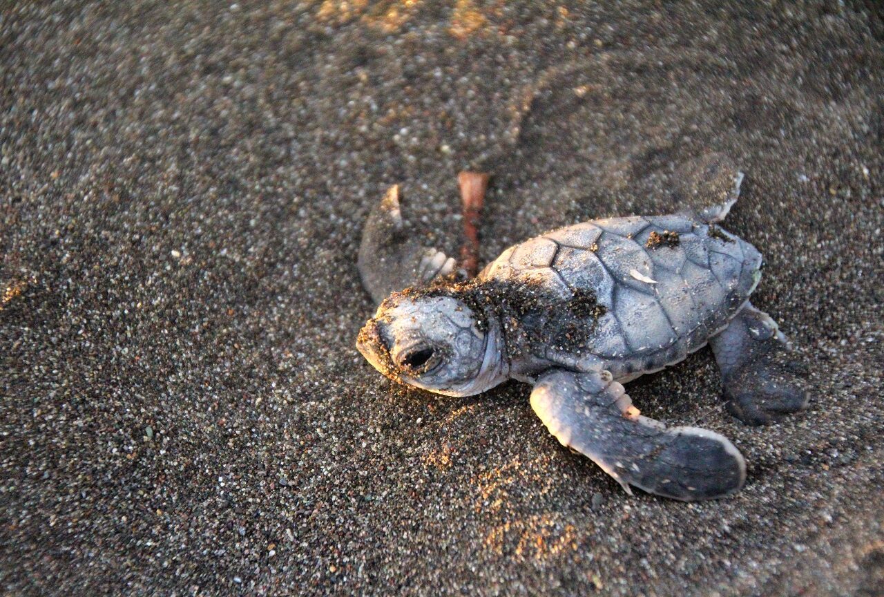 Baby-schildpad-op-het-strand-Guatemala