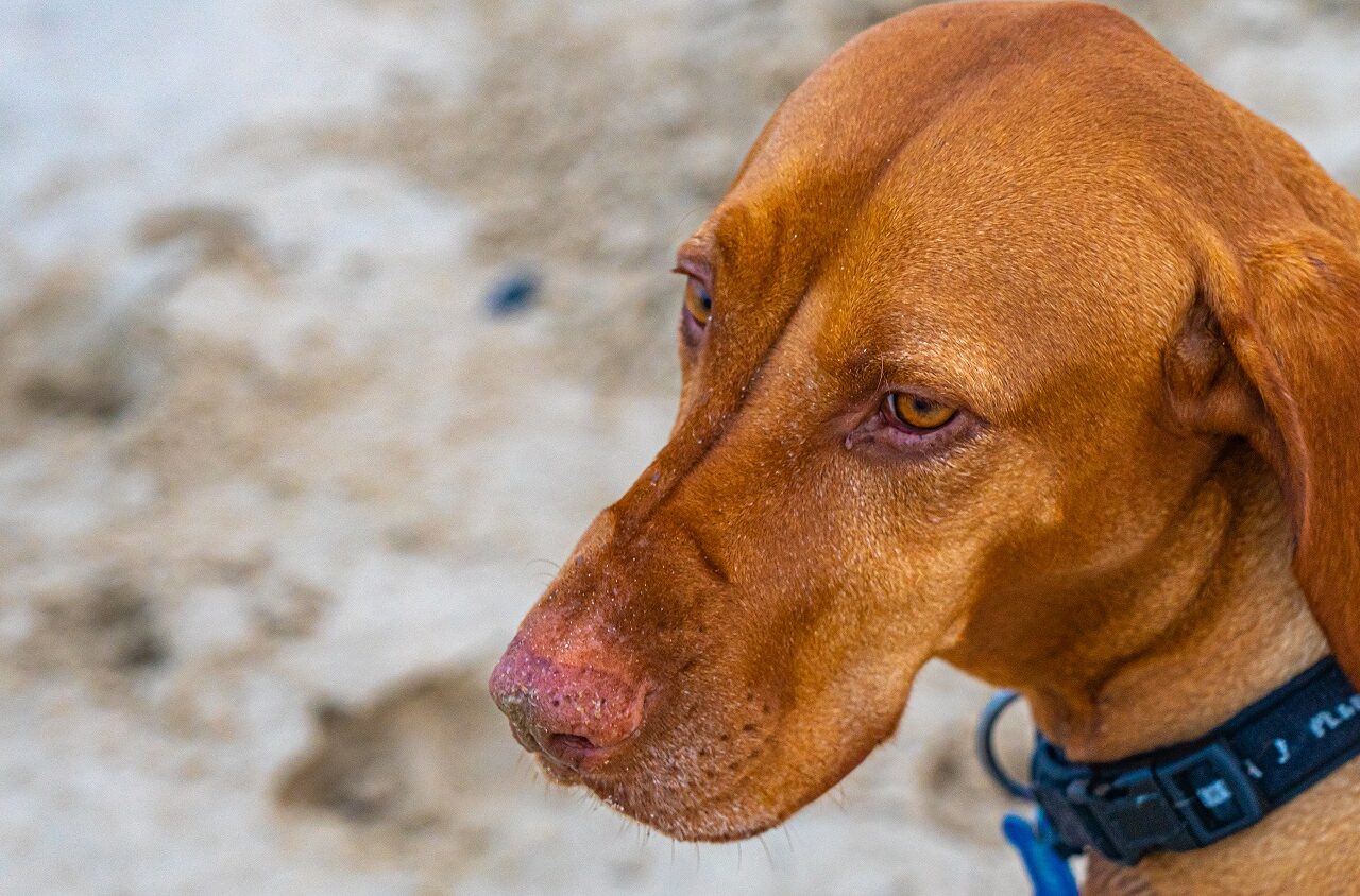 Rusty-hond-op-het-strand