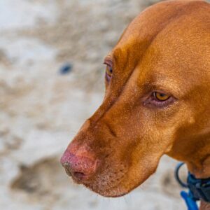 Rusty-hond-op-het-strand