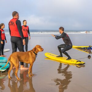 surflessen-the-magnet-projects