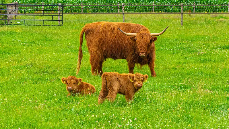 Schotse-hooglanders-nederland-met-babies