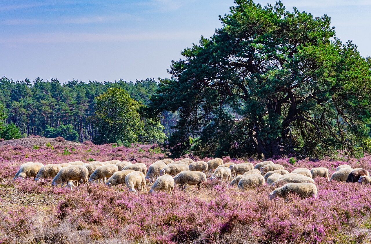 Veluwe-schapen-met-paarse-heide