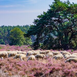 Veluwe-schapen-met-paarse-heide