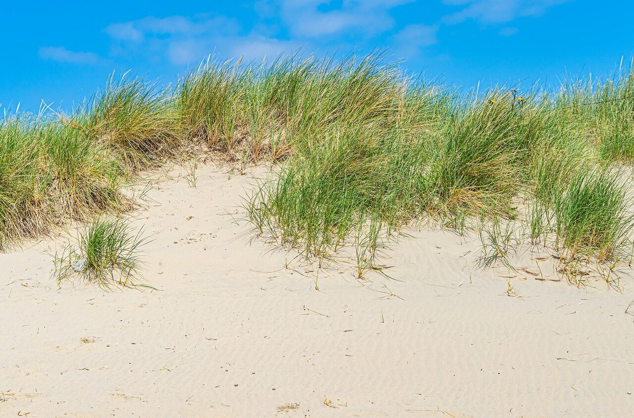 Duinen-kop-van-noord-holland