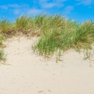 Duinen-kop-van-noord-holland