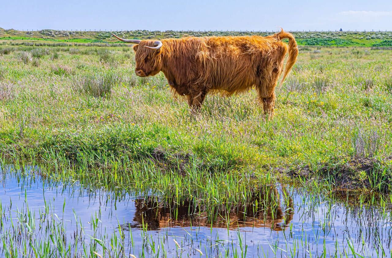 Schotse-Hooglander-reflectie-in-water