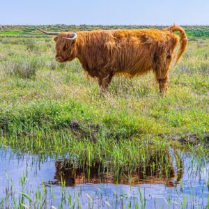 Schotse-Hooglander-reflectie-in-water