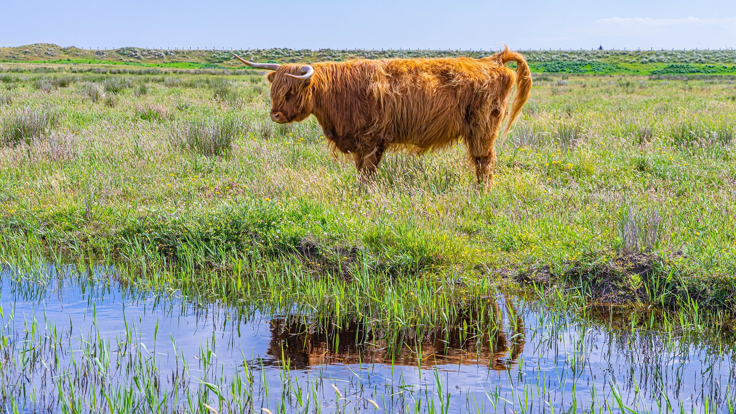 Schotse-Hooglander-reflectie-in-water