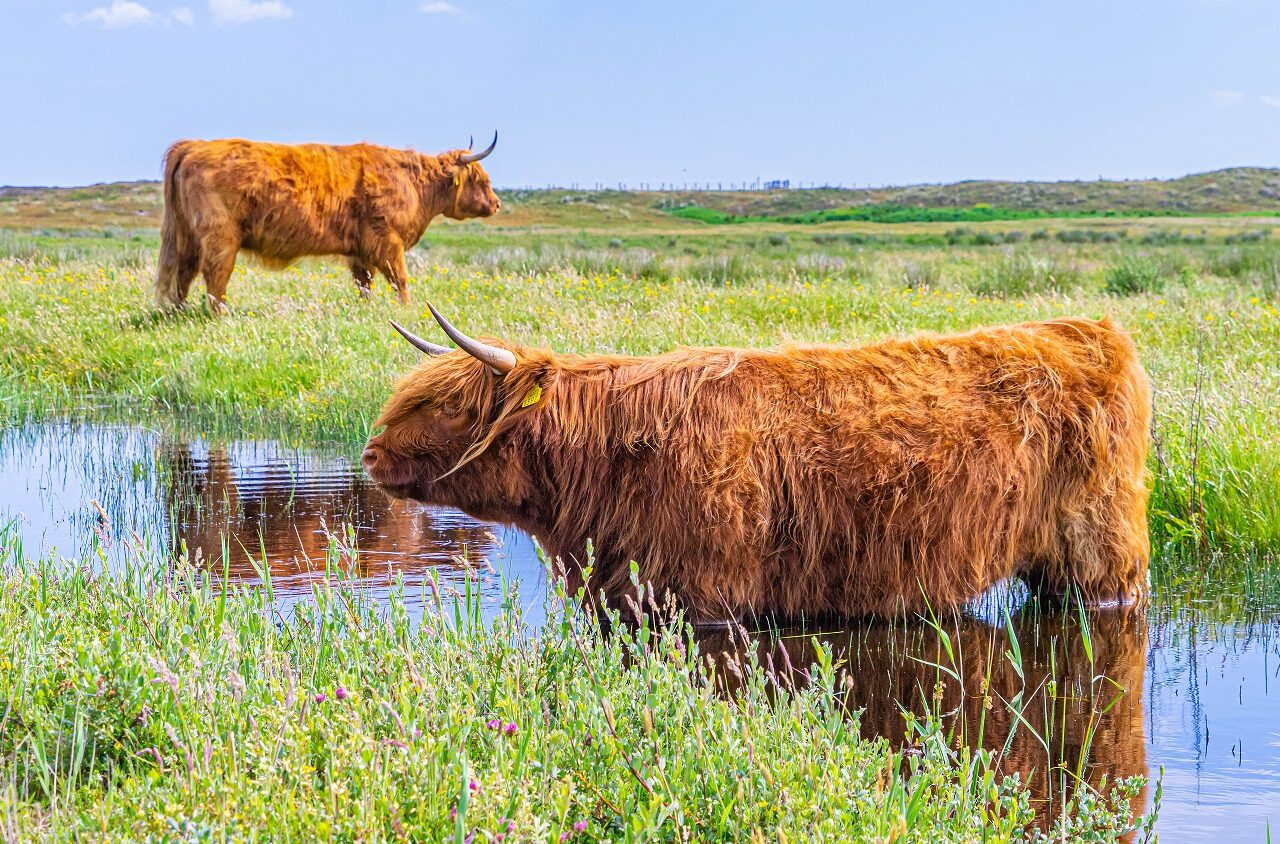 Schotse-Hooglanders-aan-het-water