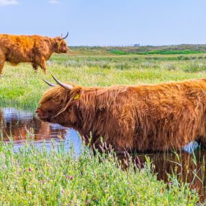 Schotse-Hooglanders-aan-het-water
