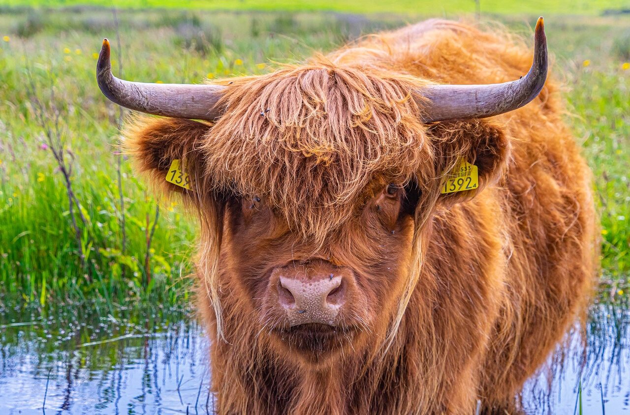 Schotse-hooglander-close-up