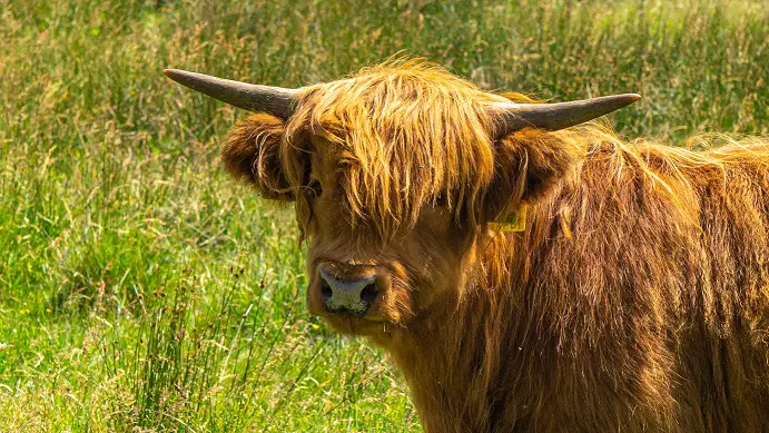 Schotse-Hooglander-Nederland