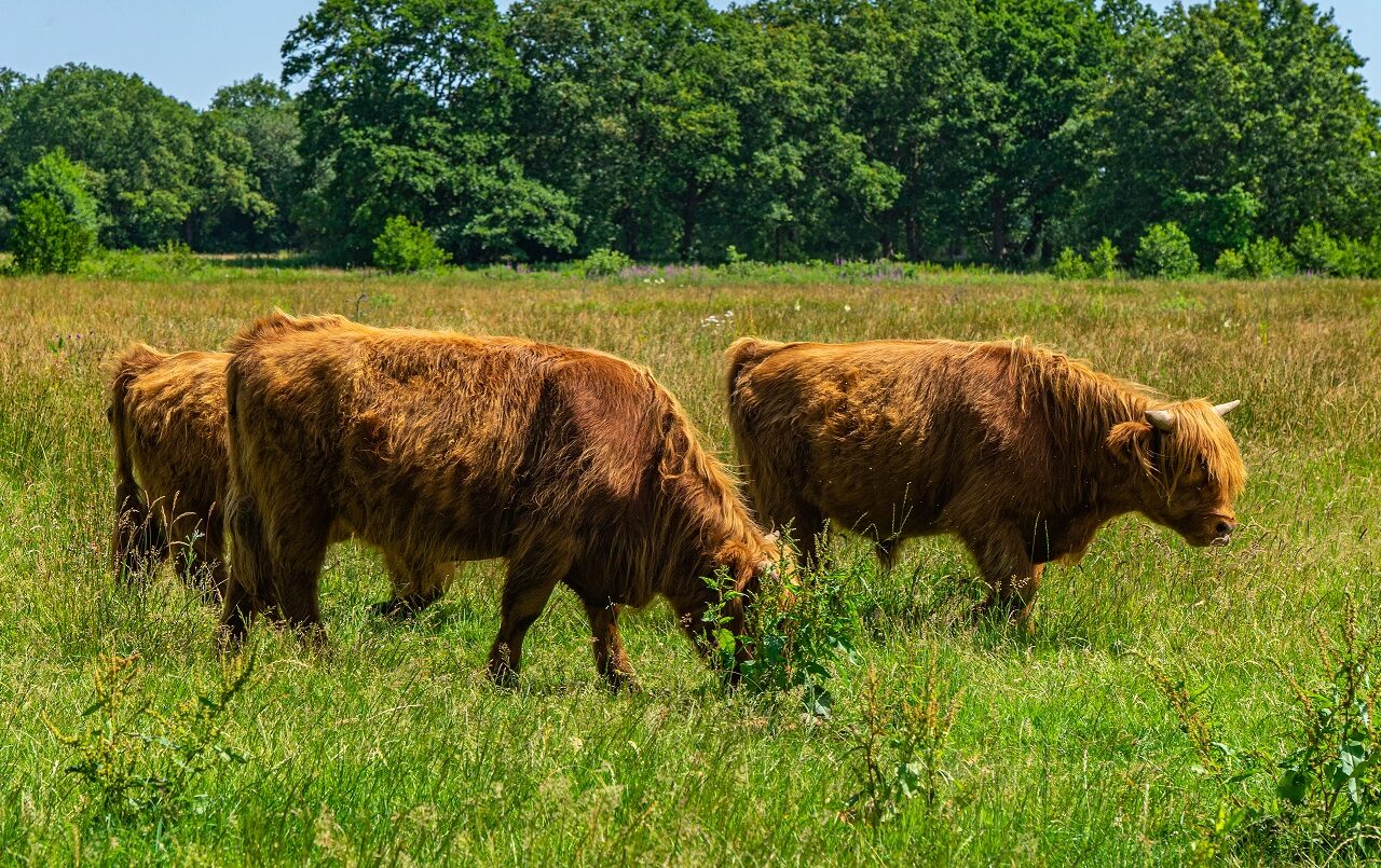 Grazende-schotse-hooglanders-nederland