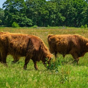 Grazende-schotse-hooglanders-nederland