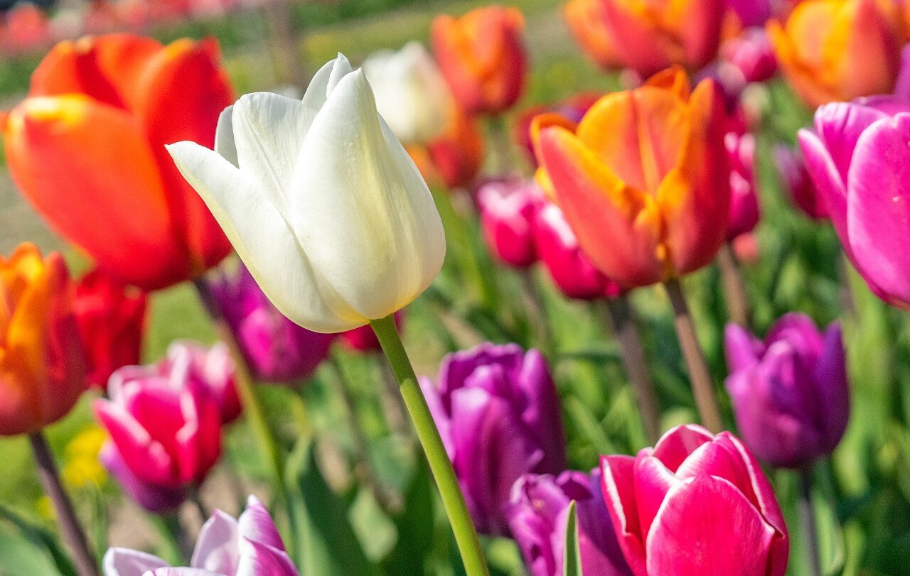 witte-paarse-roze-oranje-tulpen-in-veld