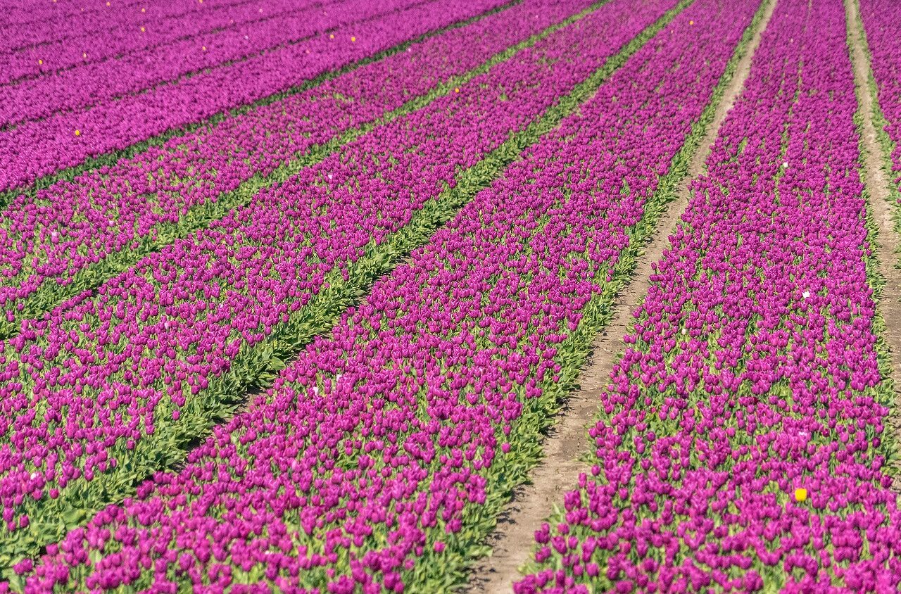 paarse-tulpenvelden-in-nederland