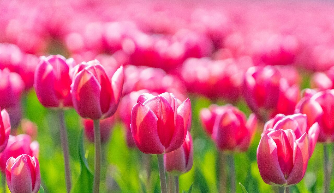 roze-tulpen-in-bloemenveld-nederland
