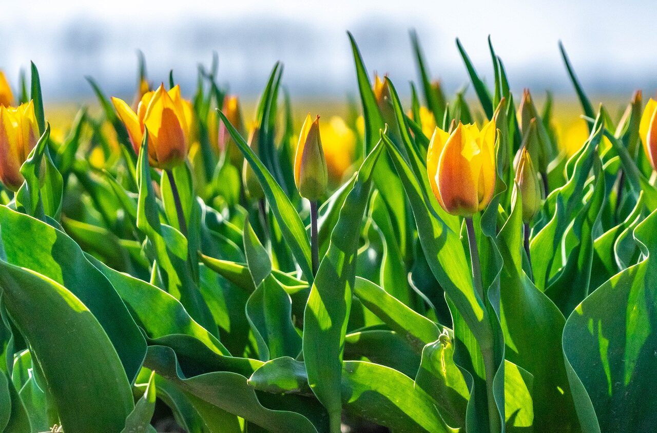 gele-tulpen-in-tulpenveld