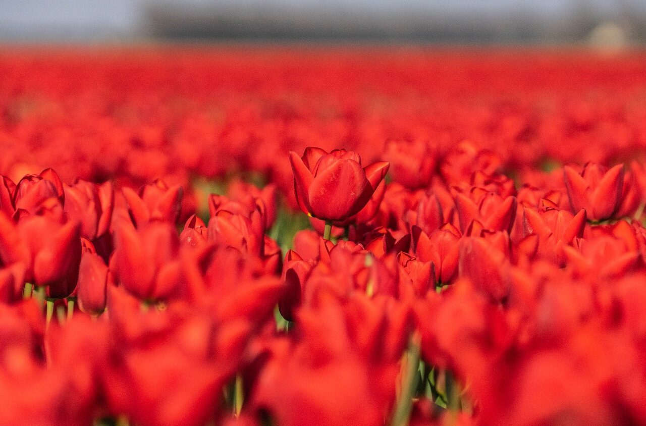 rode-tulpen-in-tulpenvelden-nederland