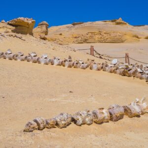 El-fayoum-oasis-Egypte